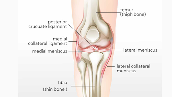 Hip-Anatomy